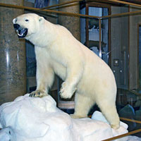 polarbear_s.jpg