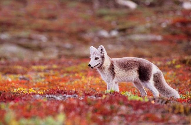 Животные Севера = Animals of the North | PPT