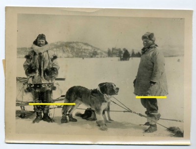  Großes Foto von 1940 Eskimo Bernhardiner Schlittenhund ORIGINAL!!.JPG