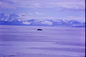  Details about  Kodachrome Transparency 35MM Slide South Pole Seal and Mountain at McMurdo Sound.jpg