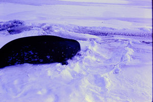  Details about  Kodachrome Transparency 35MM Slide South Pole Seal in the Snow McMurdo Base 1970.jpg