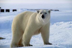 Медведь у полярной станции. Фото Ю.Морозовой : 21.1.JPG