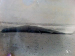 Кит выбросился на берег моря. Примерно 1978 год. : getImageCA5MB3A0.jpg