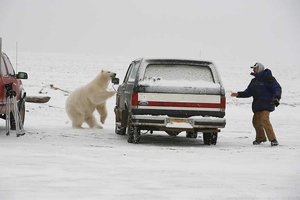  polar bear chase3.jpg